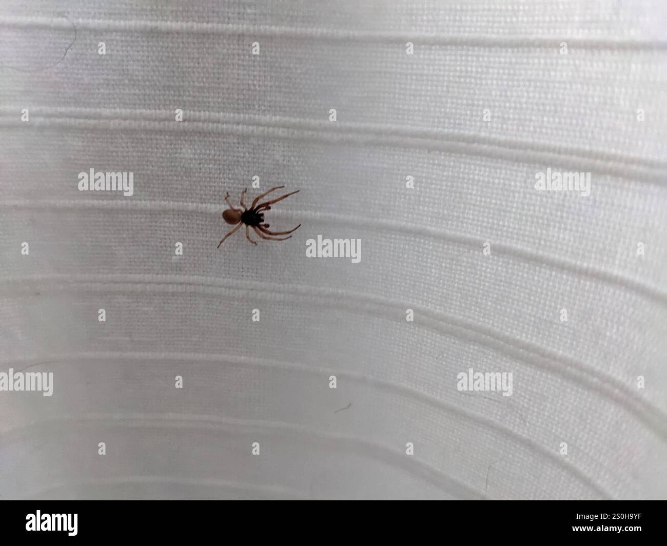 Ragno Sac a faccia larga (Trachelas tranquillus) Foto Stock