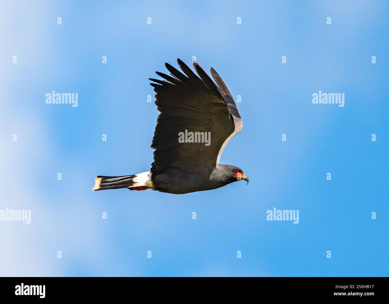 Un aquilone di lumaca (Rostrhamus sociabilis) che vola sopra il cielo blu. Stato del Rio grande do sul, Brasile. Foto Stock