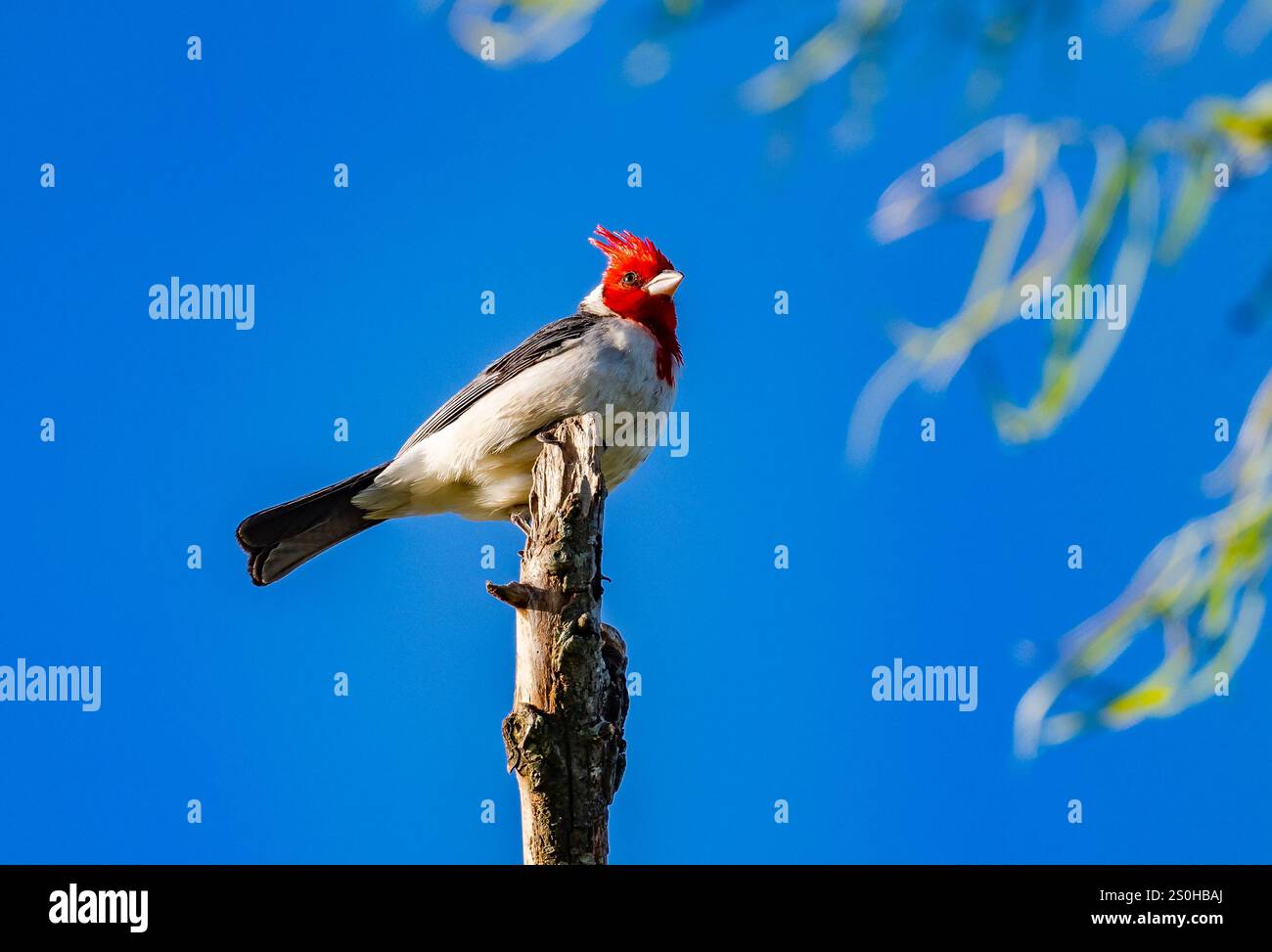 Un cardinale con cresta rossa (Paroaria coronata) arroccato sulla cima di un ceppo d'albero. Stato del Rio grande do sul, Brasile. Foto Stock