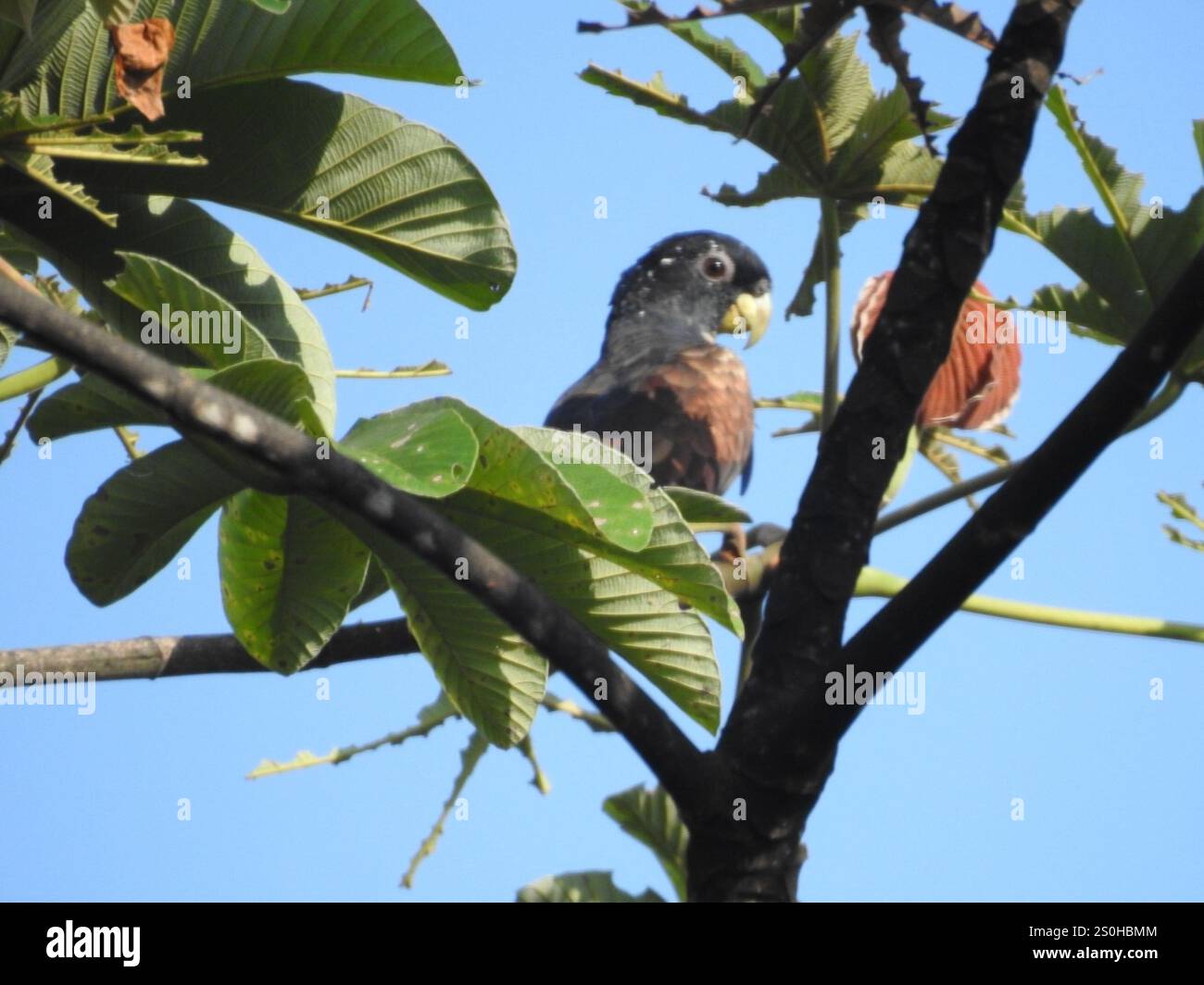 Pappagallo alato in bronzo (Pionus chalcopterus) Foto Stock