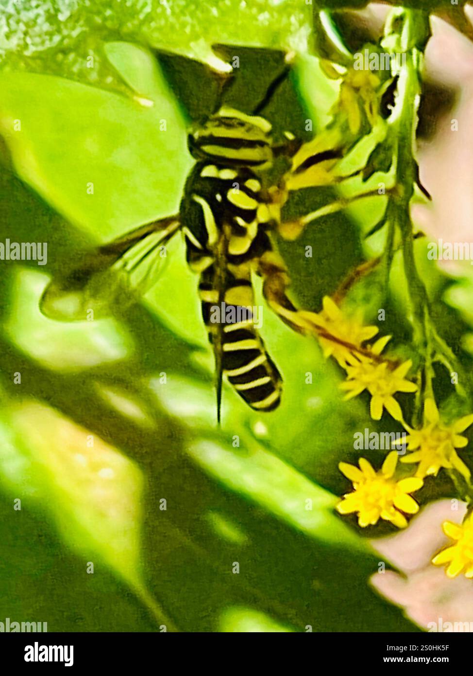 Volo sul calabrone orientale (Spilomyia longicornis) Foto Stock