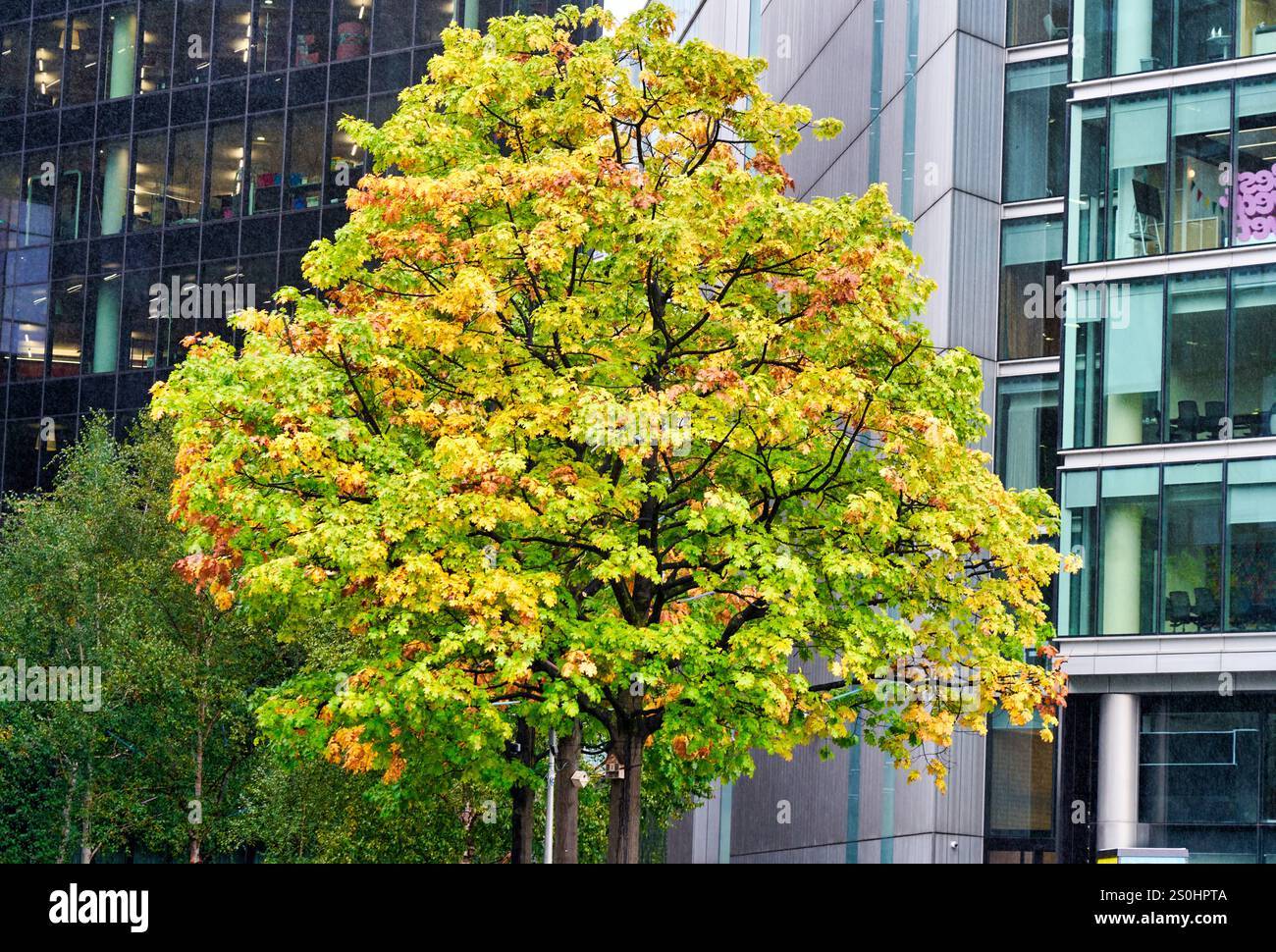 Tree, The Queen's Walk, Southbank, Londra, Inghilterra, REGNO UNITO Foto Stock