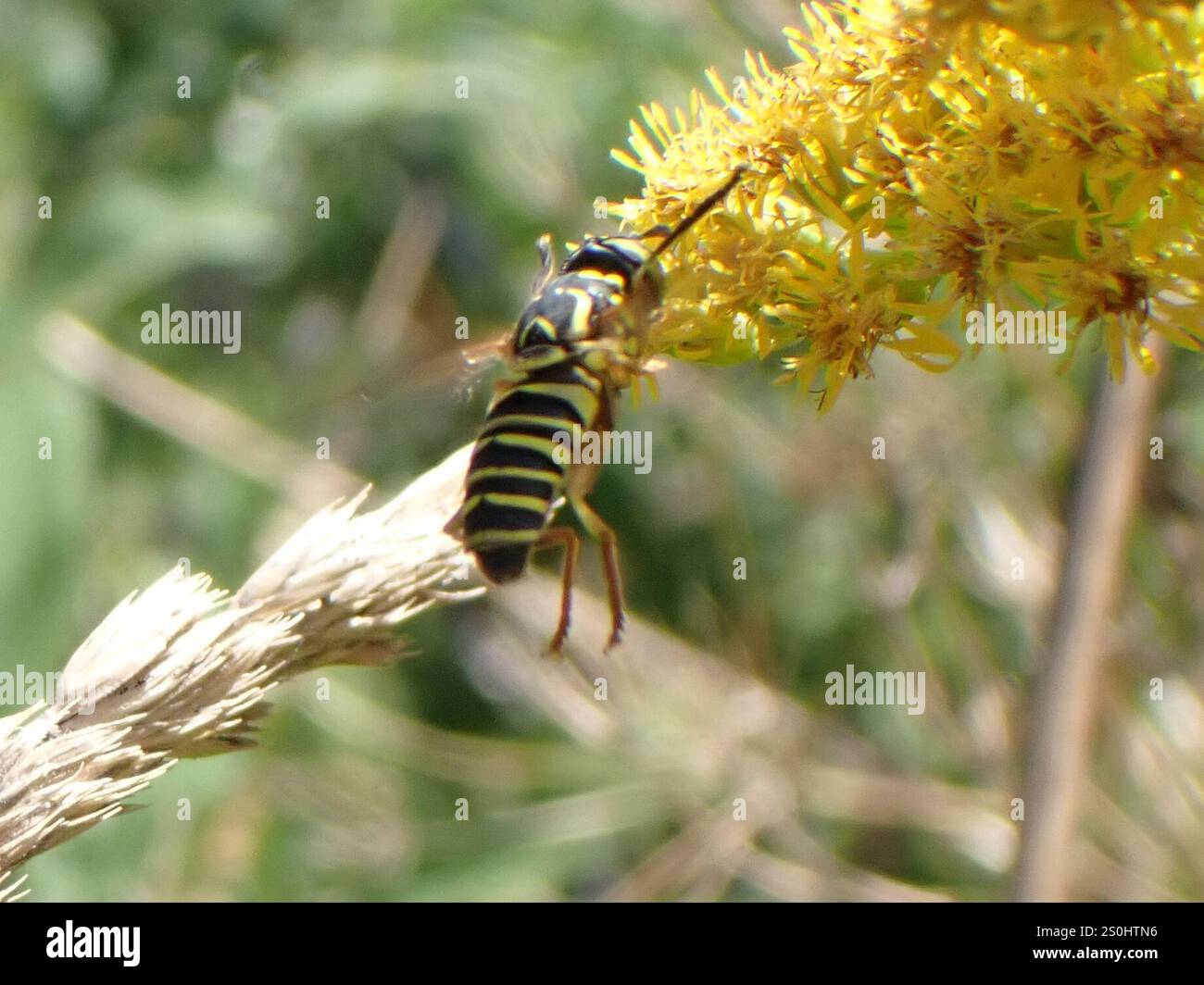 Volo sul calabrone orientale (Spilomyia longicornis) Foto Stock