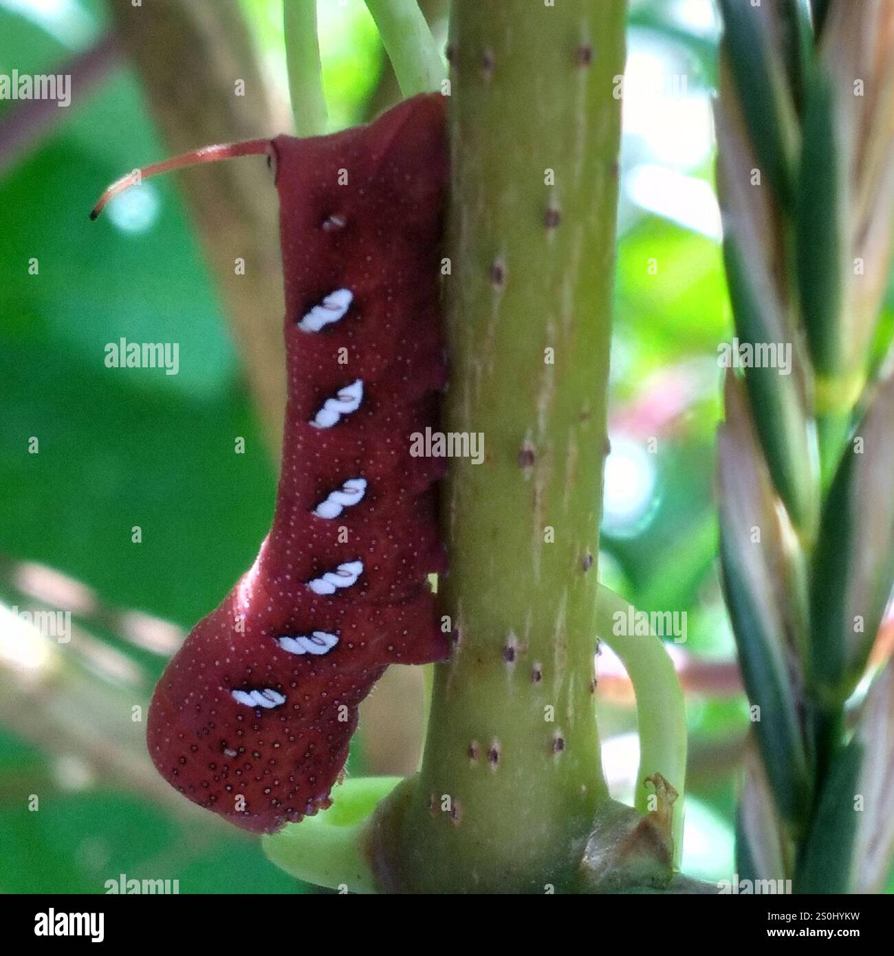 Sfinge Achemon (Eumorpha achemon) Foto Stock