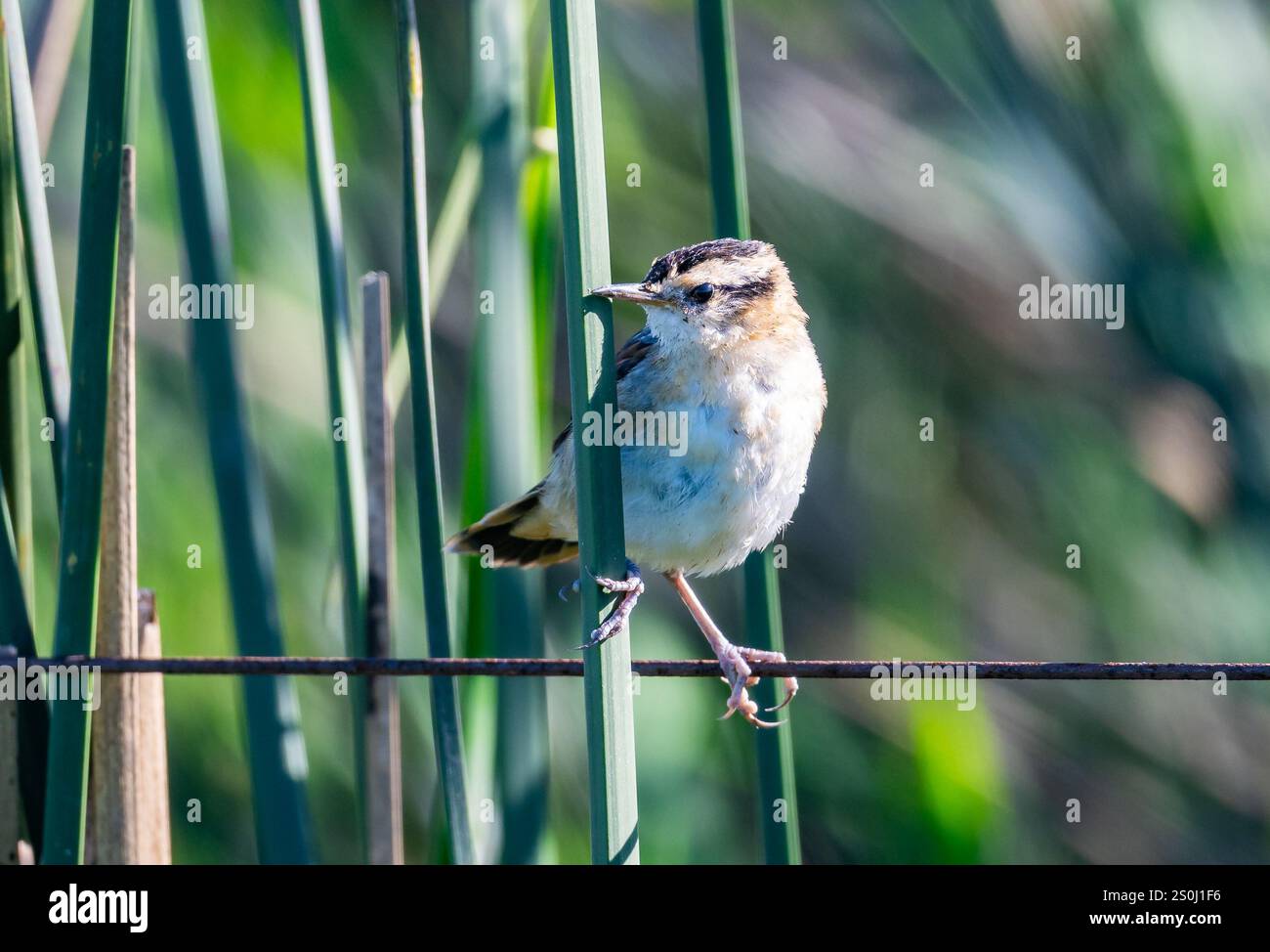 Un Rushbird Wren-like (Phleocryptes melanops) arroccato su un filo. Stato del Rio grande do sul, Brasile. Foto Stock