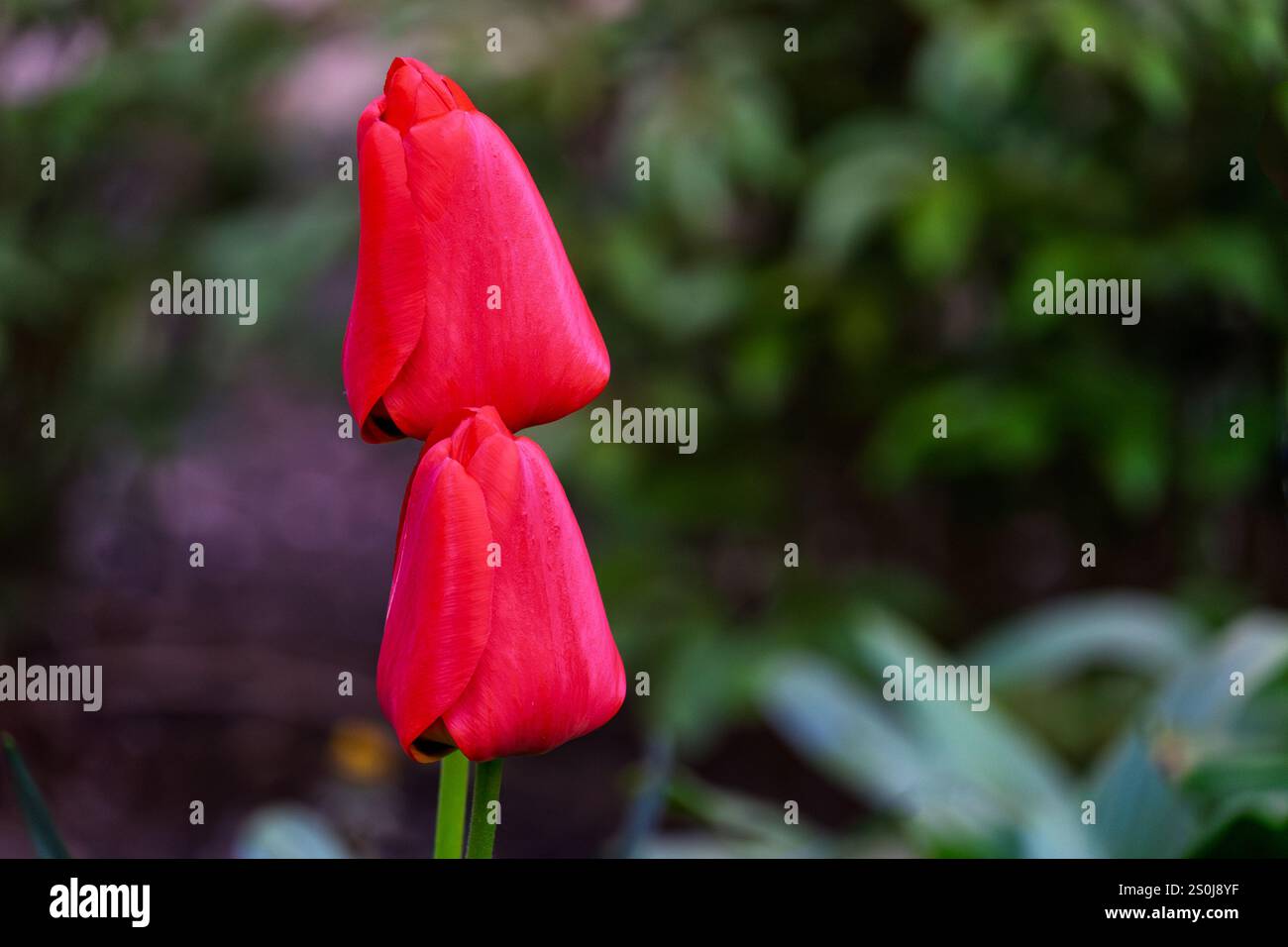 Due sorprendenti tulipani rossi si stagliano alti in mezzo a lussureggianti vegetazione, mostrando i loro vivaci petali in piena fioritura, che incarnano la bellezza della primavera in un ambiente sereno Foto Stock