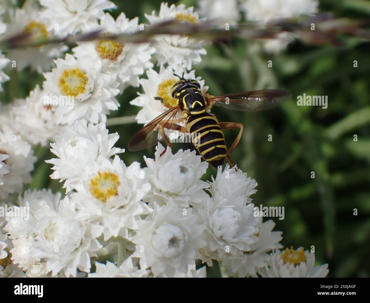 Volo sul calabrone orientale (Spilomyia longicornis) Foto Stock