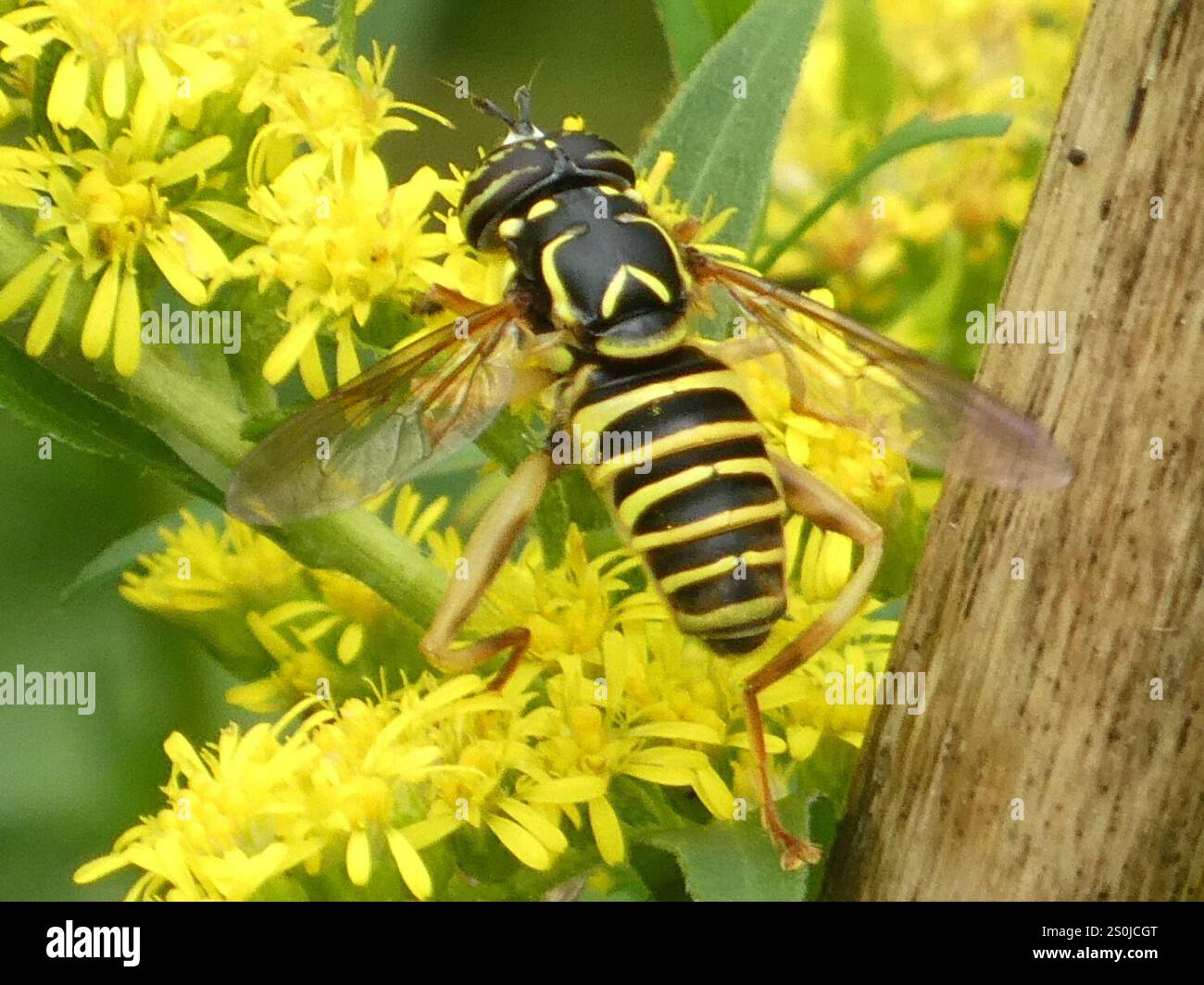 Volo sul calabrone orientale (Spilomyia longicornis) Foto Stock