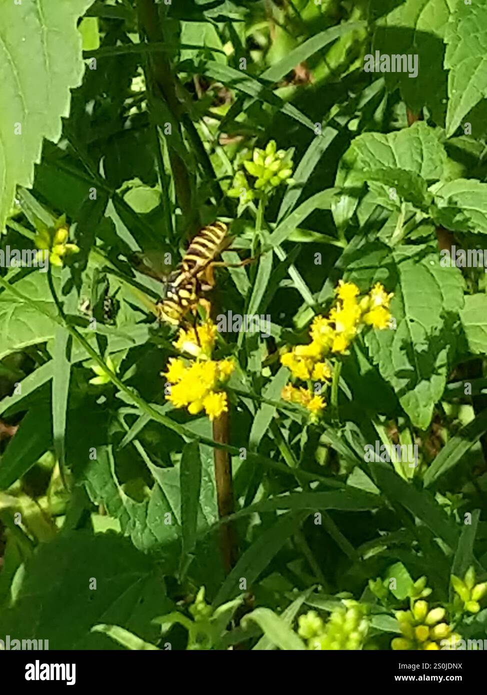 Volo sul calabrone orientale (Spilomyia longicornis) Foto Stock
