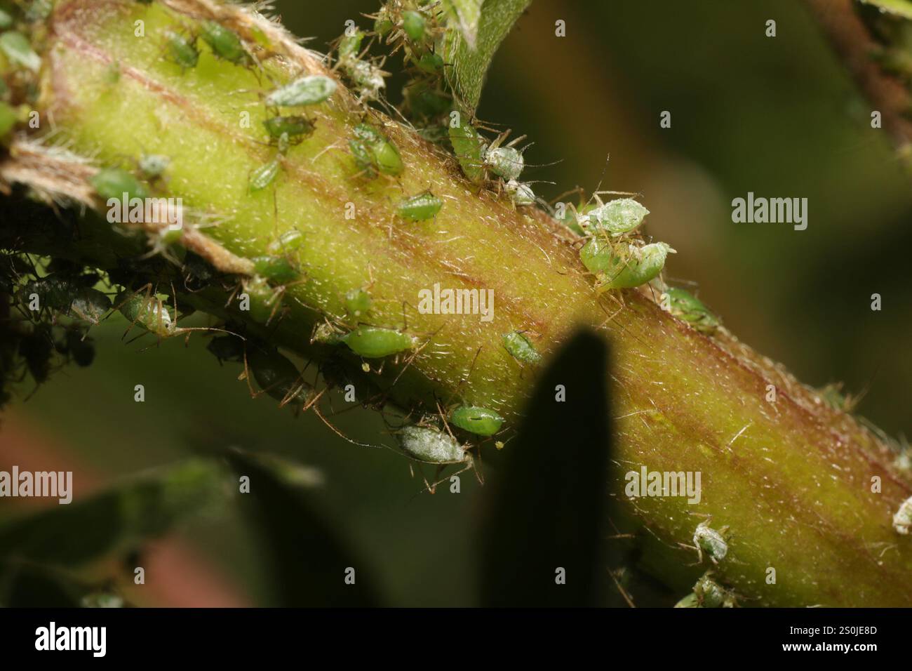 Lupine Aphid (Macrosiphum albifrons) Foto Stock