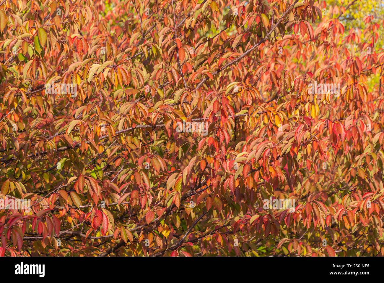 Brillanti foglie autunnali multicolore di Prunus sargentii. La ciliegia di Sargent, la ciliegia della collina giapponese del nord. Sfondo autunnale. Foto Stock