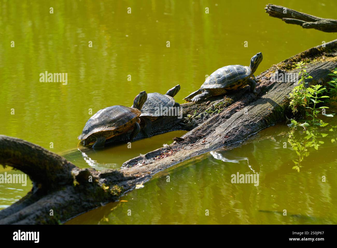 Le tartarughe rosse a scorrimento si soleggiano. Tartarughe scorrevoli rosse che si riscaldano al sole. Foto Stock