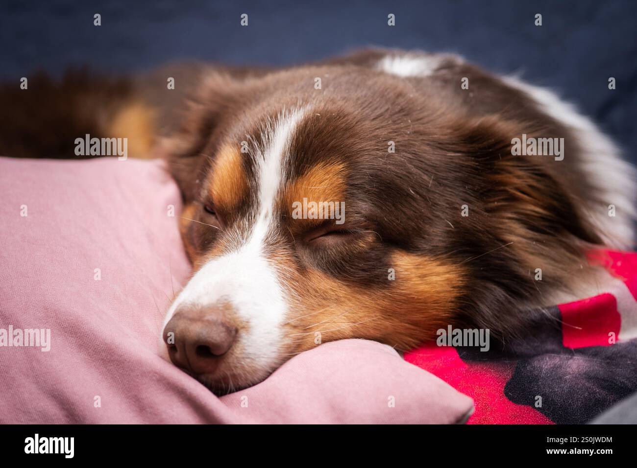 Primo piano di Sleeping Border Collie on Pillow Foto Stock