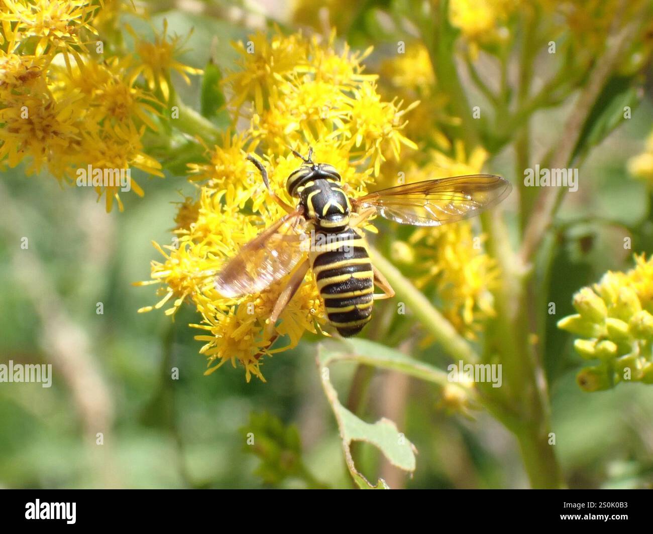 Volo sul calabrone orientale (Spilomyia longicornis) Foto Stock