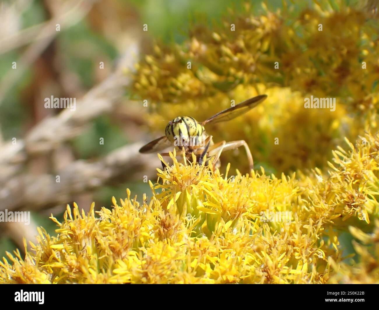 Volo sul calabrone orientale (Spilomyia longicornis) Foto Stock