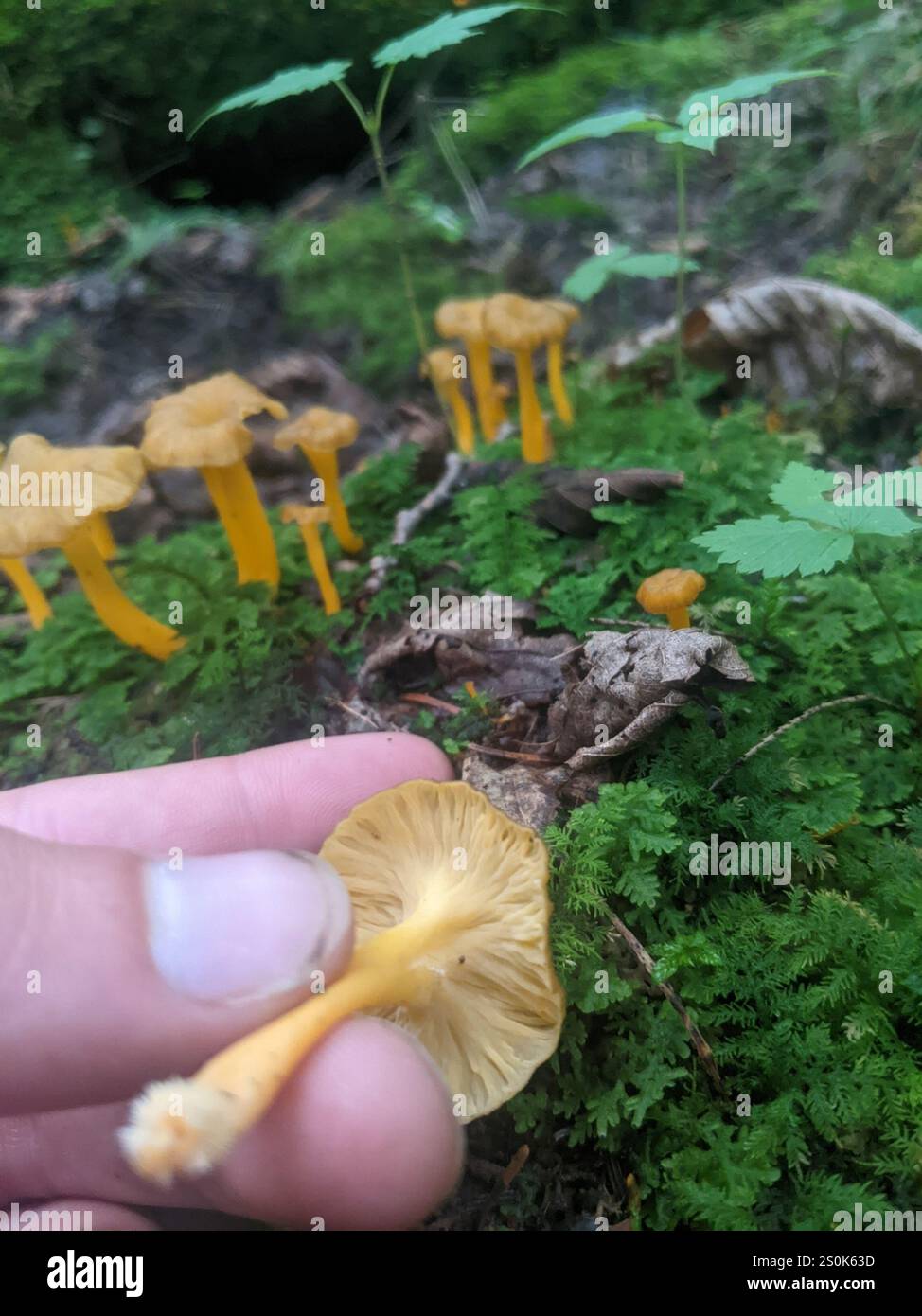 Piede giallo (Craterellus lutescens) Foto Stock