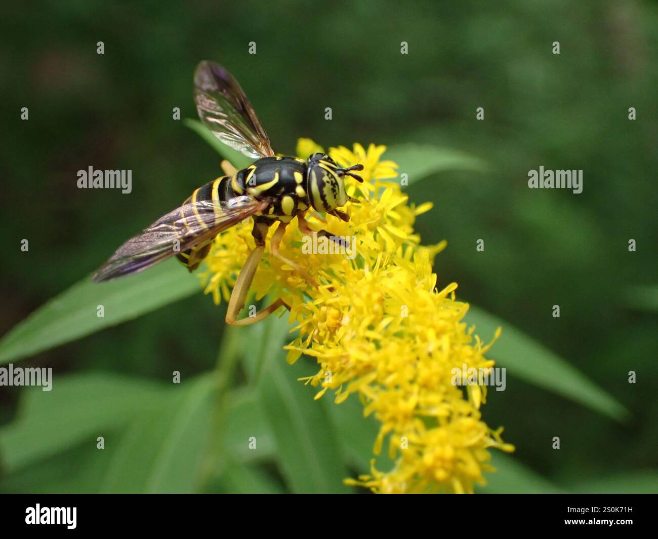 Volo sul calabrone orientale (Spilomyia longicornis) Foto Stock