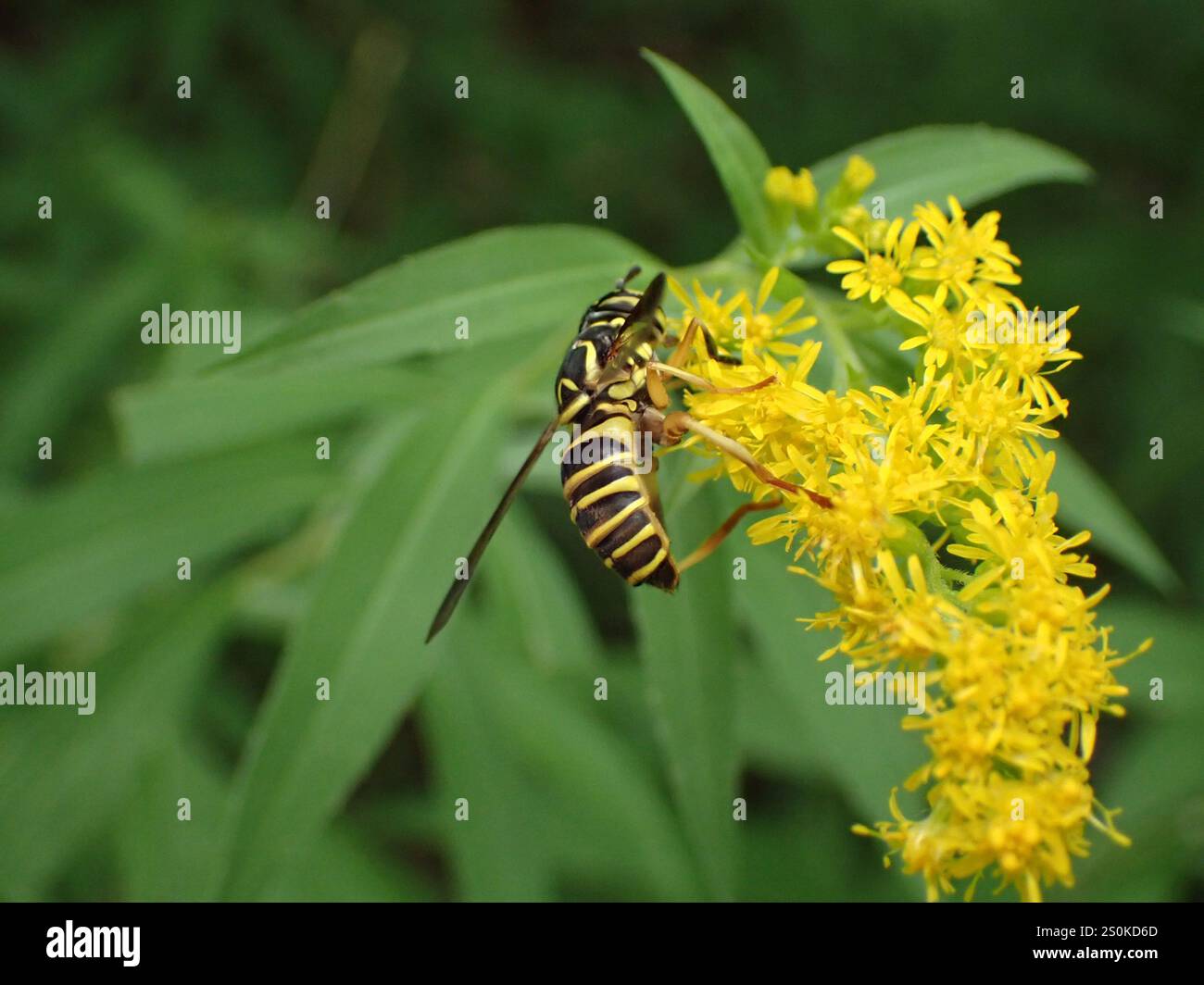 Volo sul calabrone orientale (Spilomyia longicornis) Foto Stock