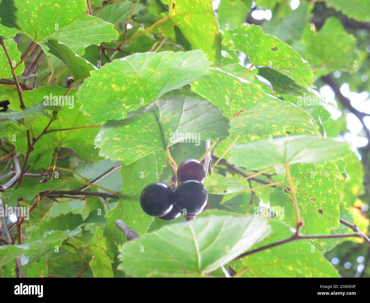 Muscadina (Vitis rotundifolia) Foto Stock