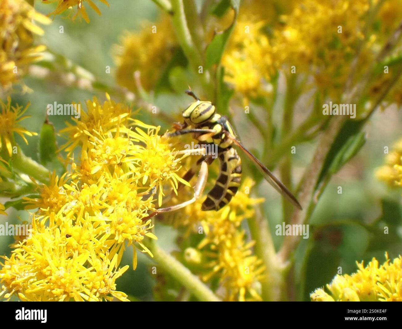Volo sul calabrone orientale (Spilomyia longicornis) Foto Stock