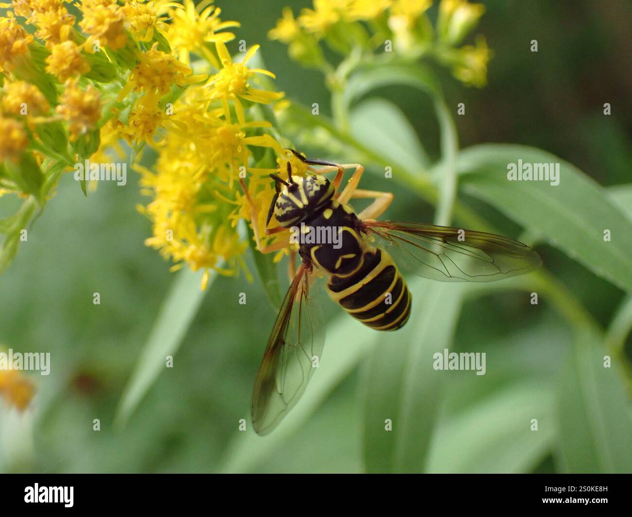 Volo sul calabrone orientale (Spilomyia longicornis) Foto Stock