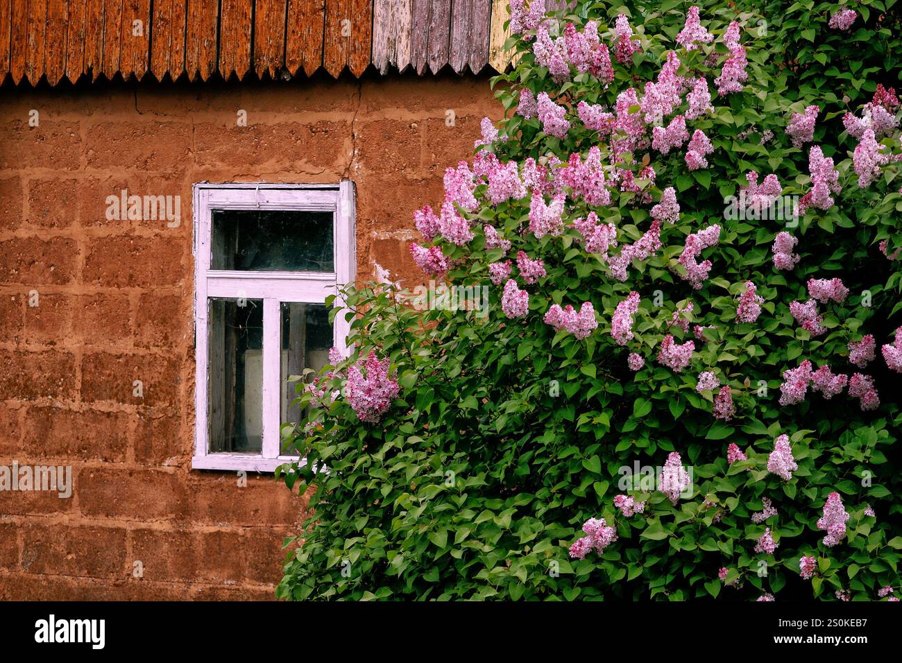 Un vibrante cespuglio lilla con fiori rosa si erge accanto ad un edificio rustico caratterizzato da una parete testurizzata, marrone-rossastro e una finestra di legno di colore chiaro. Il Foto Stock