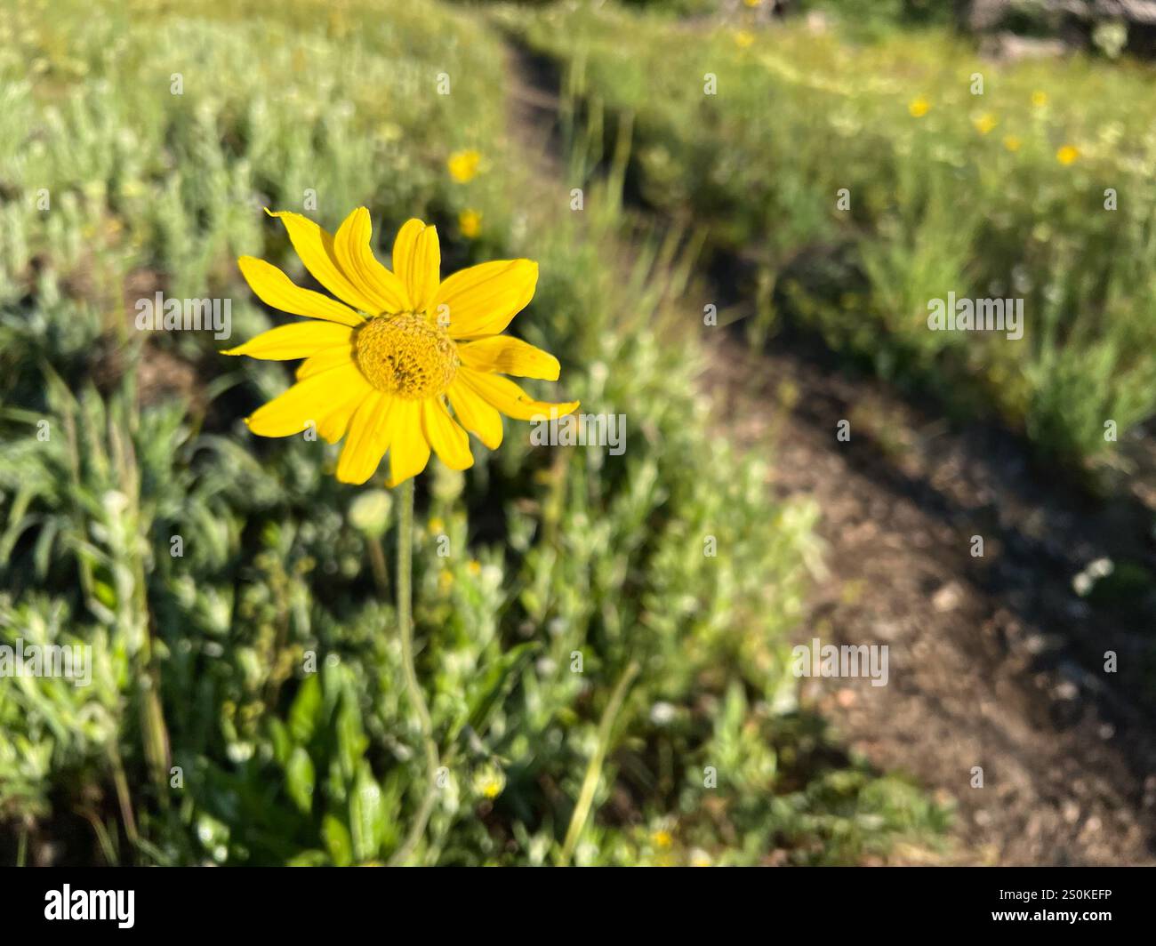 Annuire Nano Girasole (Helianthella quinquenervis) Foto Stock