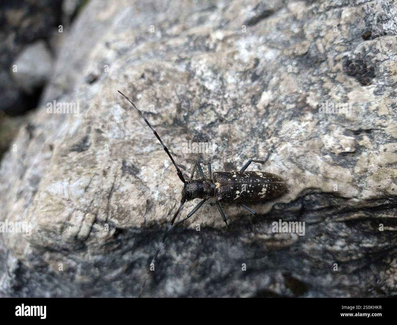 Carpenter Sawyer Beetle (Monochamus sartor) Foto Stock