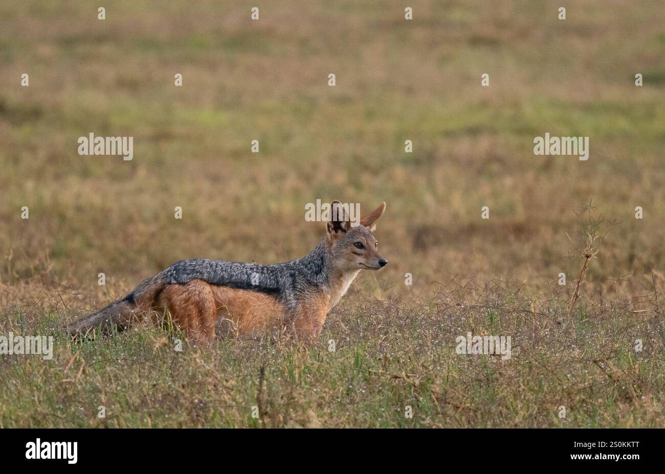 Caccia al jackal (Canis mesomelas) in erba alta Foto Stock