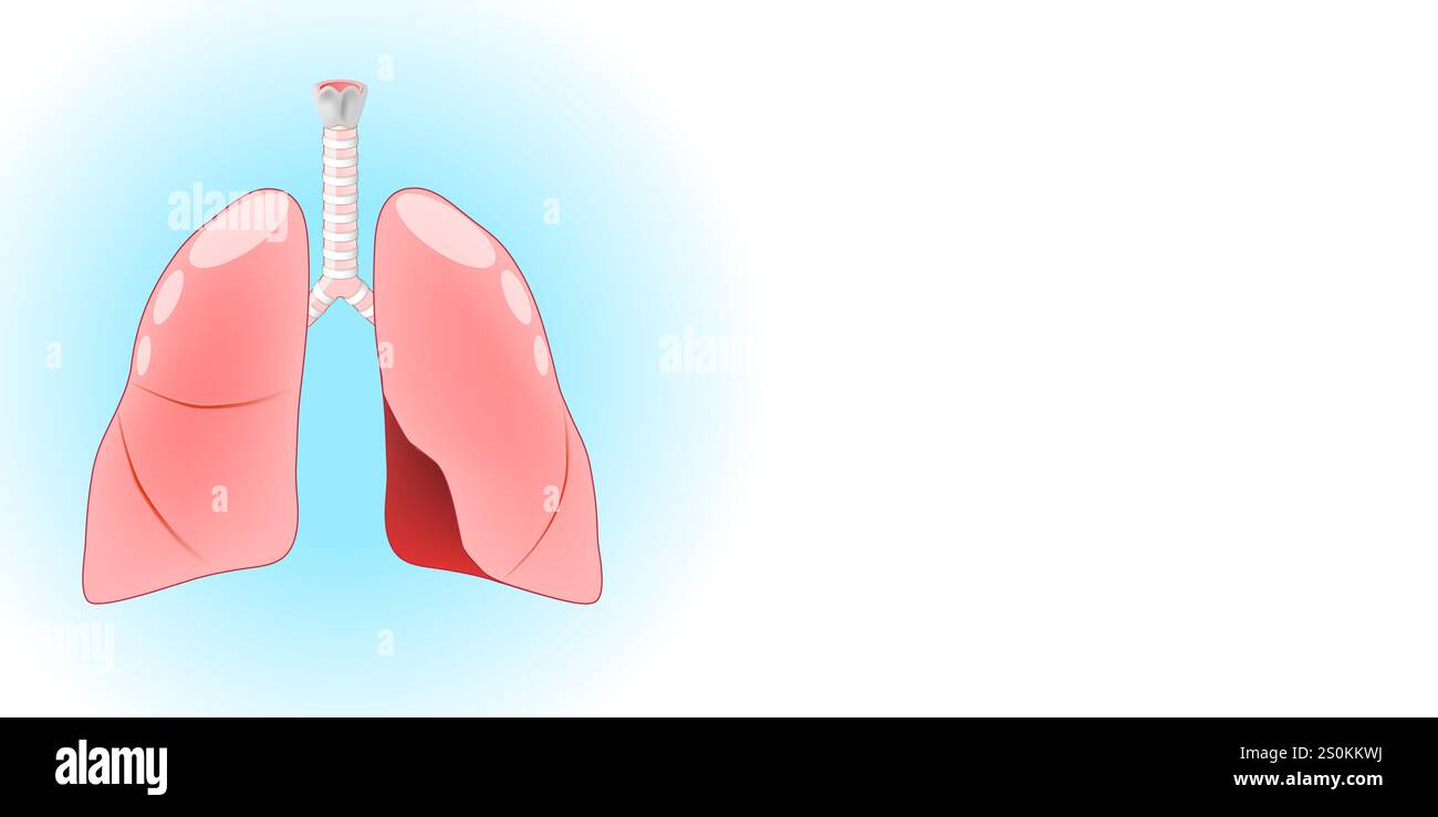 Anatomia polmonare. Tratto respiratorio umano con polmoni, trachea, laringe su sfondo blu e bianco con spazio di copia per il testo. Illustrazione vettoriale Illustrazione Vettoriale