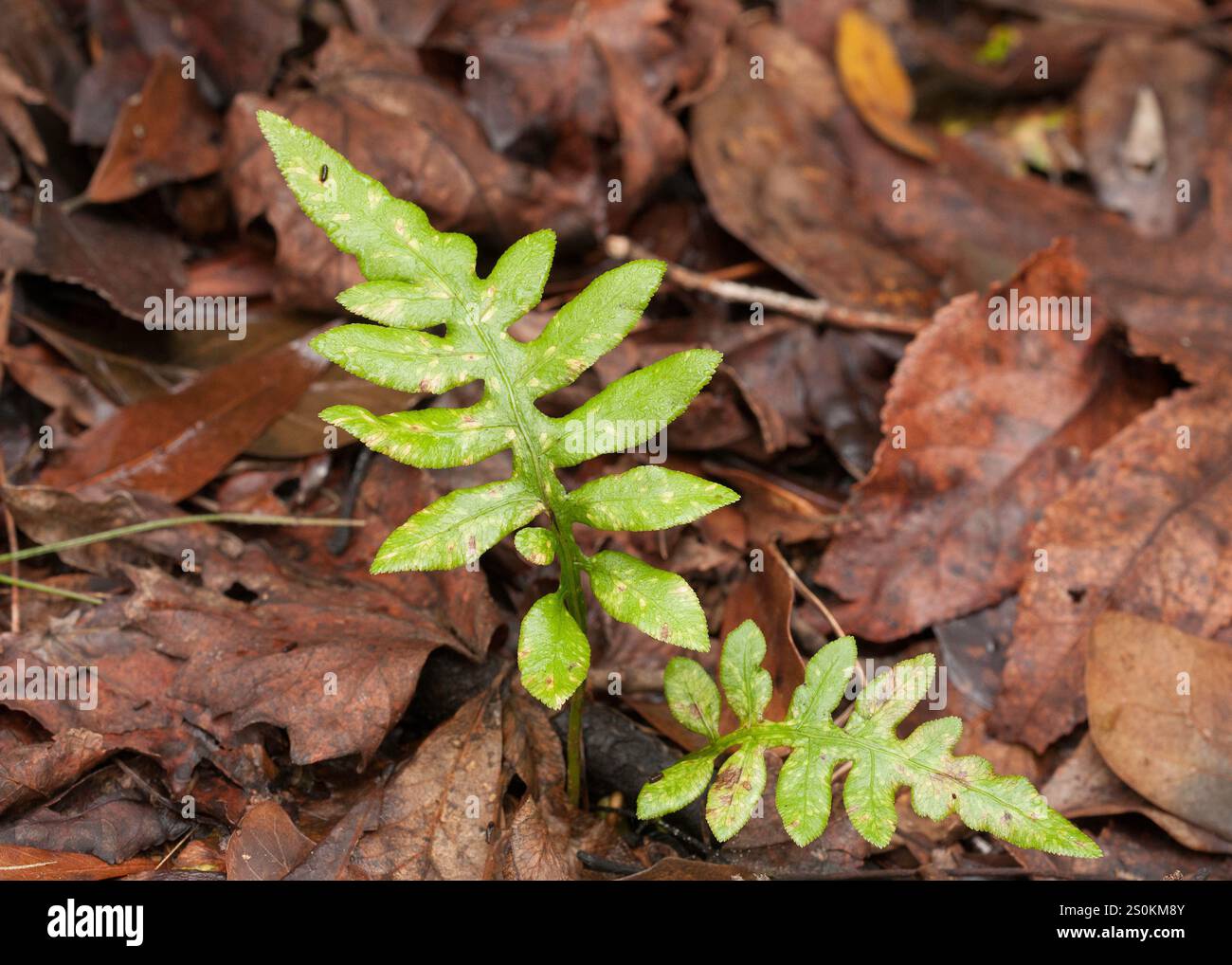 Felce a catena reticolata, Woodwardia areolata, che cresce nella lettiera su un terreno boschivo. Due frontali sterili di colore verde brillante con denti marginali. Foto Stock