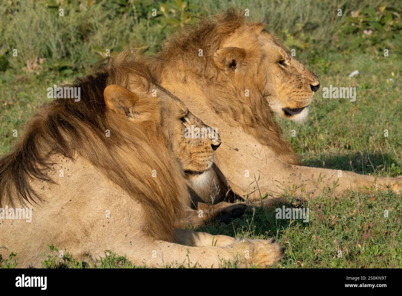 Leone (Panthera leo), due fratelli maschi che giacciono nell'erba Foto Stock