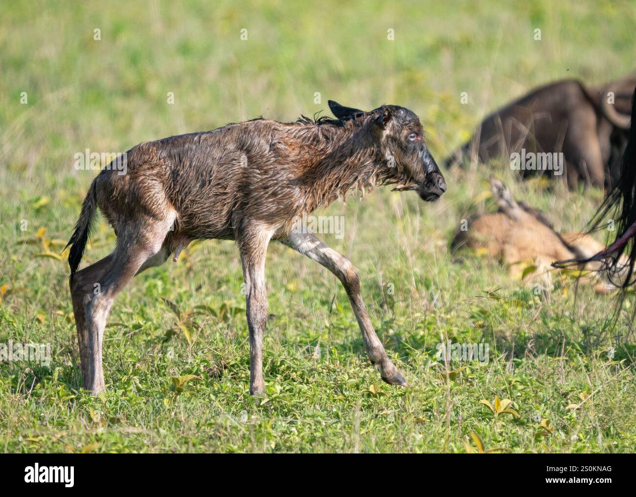 gnu (Connochaetes taurinus) Foto Stock