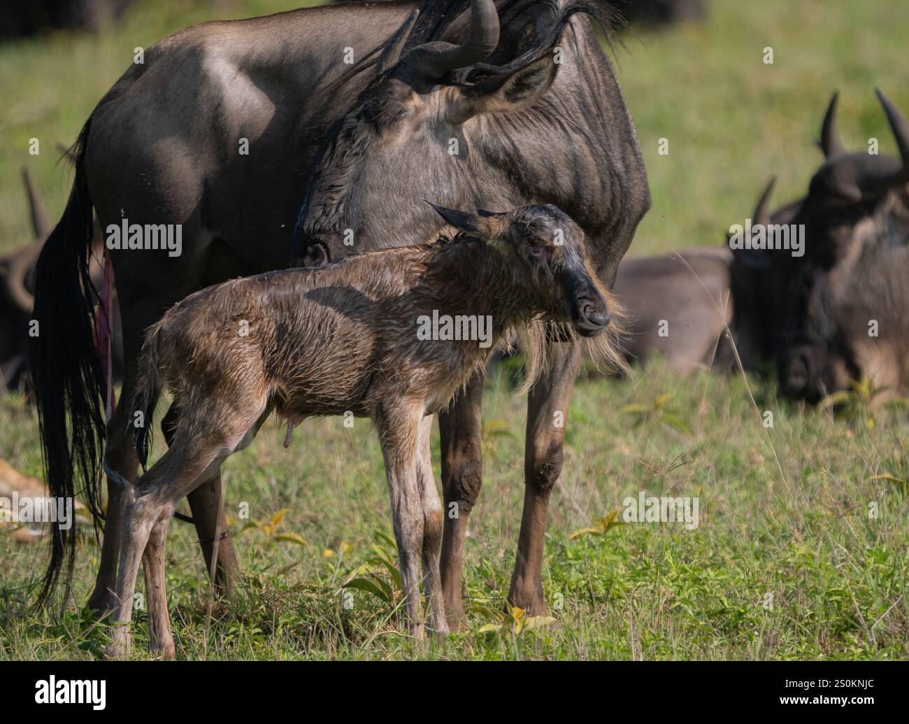 gnu (Connochaetes taurinus) Foto Stock