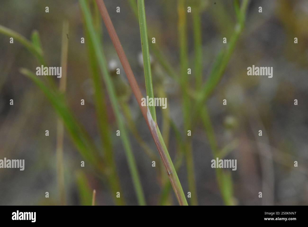 Erba con ago e filettatura (Hesperostipa comata) Foto Stock