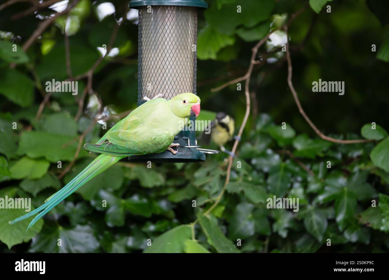 Il parco con gli anelli di rose si erge su un alimentatore per uccelli in un giardino, Regno Unito. Foto Stock