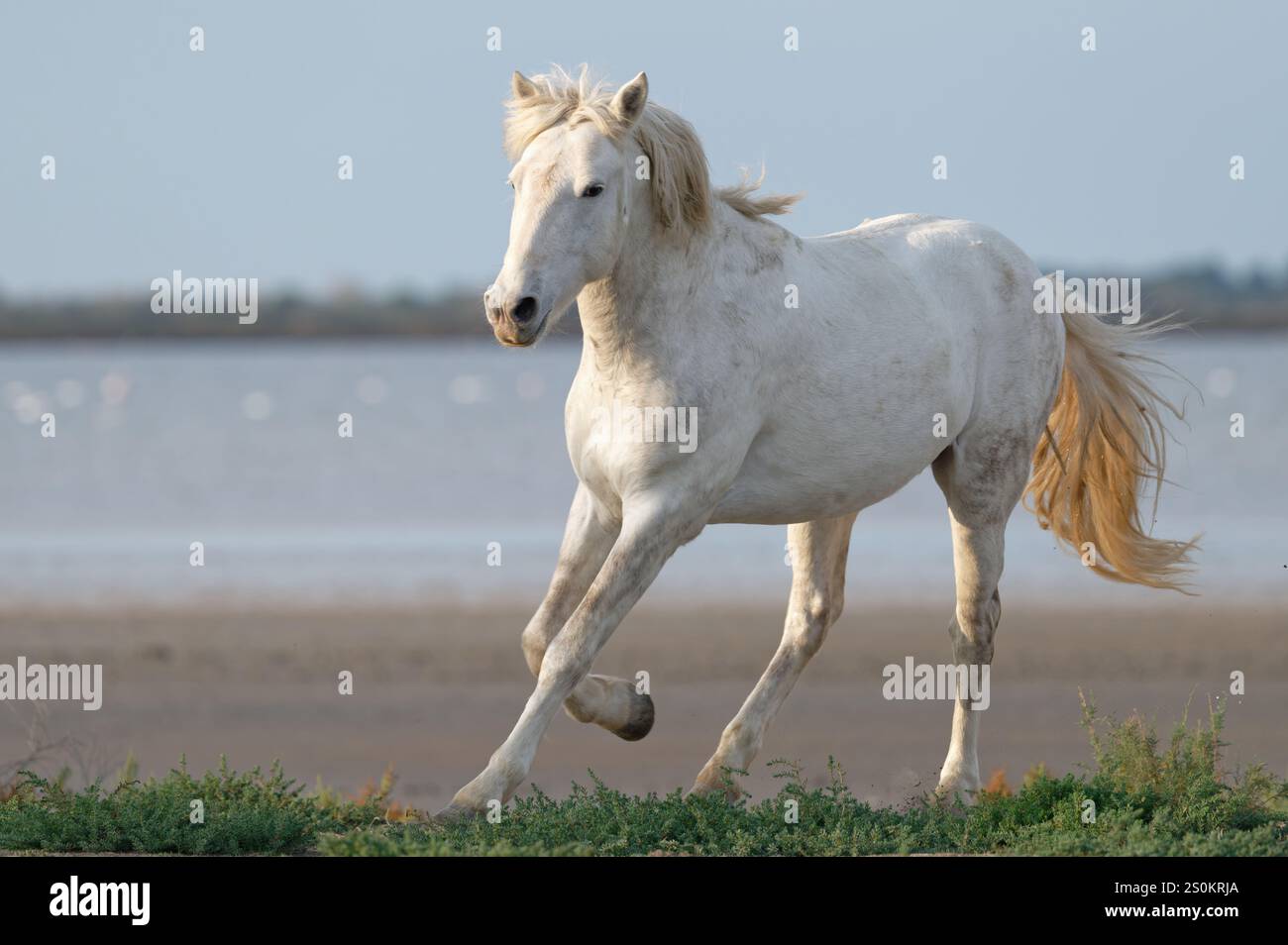 Il galoppo del Cavallo bianco lungo un paesaggio costiero panoramico Foto Stock