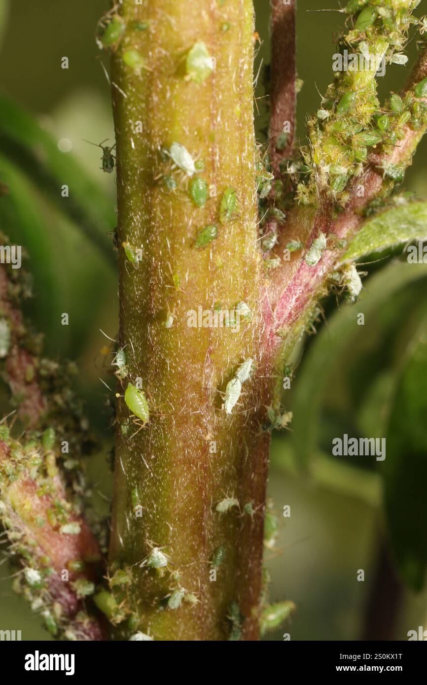 Lupine Aphid (Macrosiphum albifrons) Foto Stock