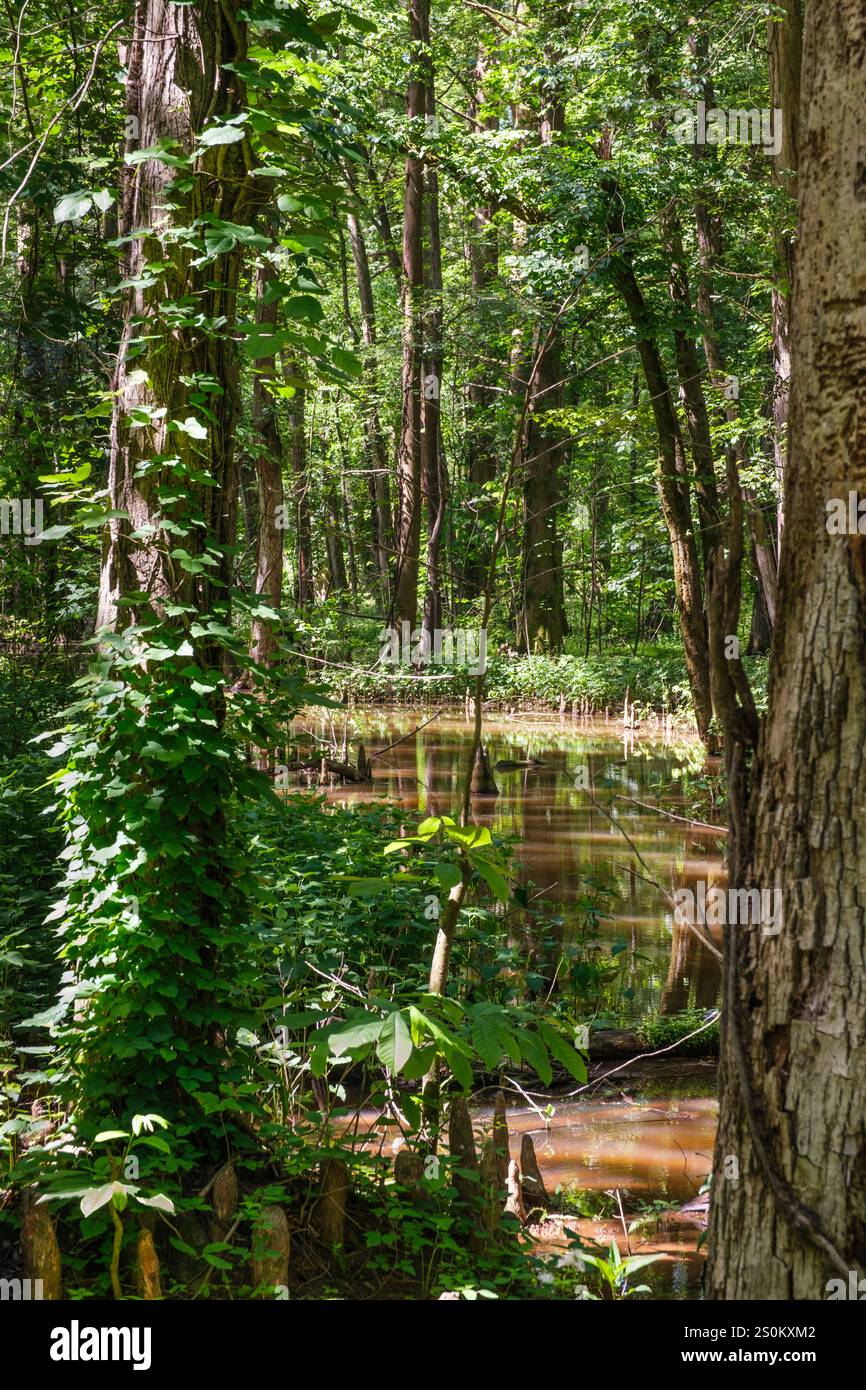 Battle Creek Cypress Swamp, Maryland, USA, riserva naturale delle paludi. Foto Stock