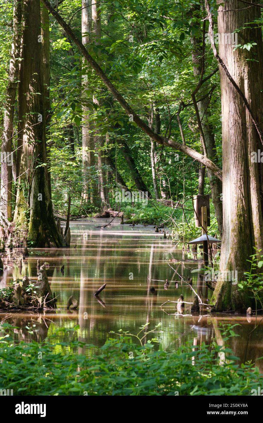 Battle Creek Cypress Swamp, Maryland, USA, riserva naturale delle paludi. Foto Stock