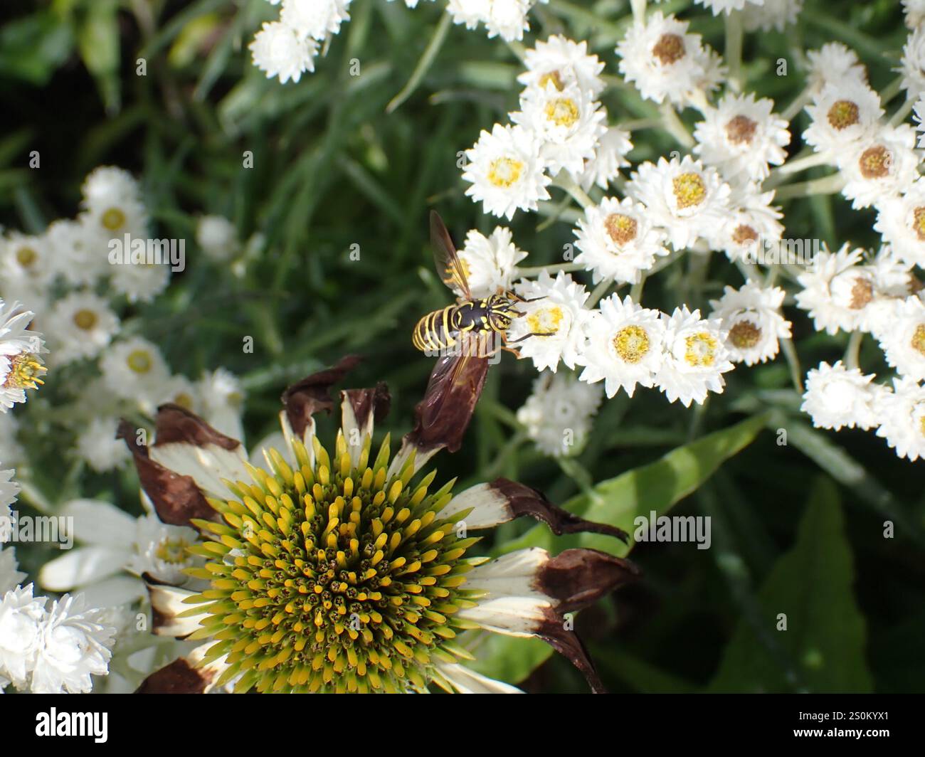 Volo sul calabrone orientale (Spilomyia longicornis) Foto Stock