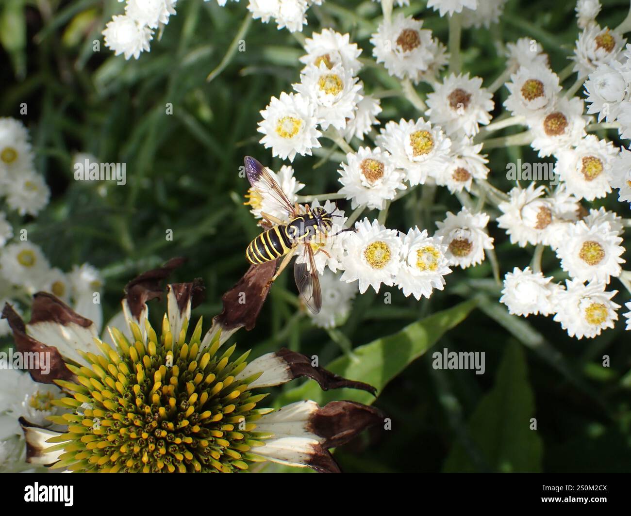 Volo sul calabrone orientale (Spilomyia longicornis) Foto Stock