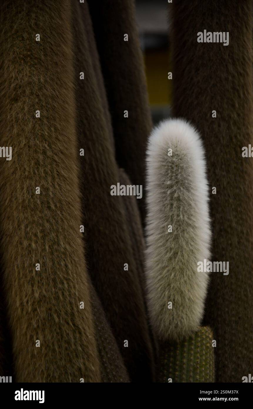 Pianta di cactus con spine morbide Foto Stock