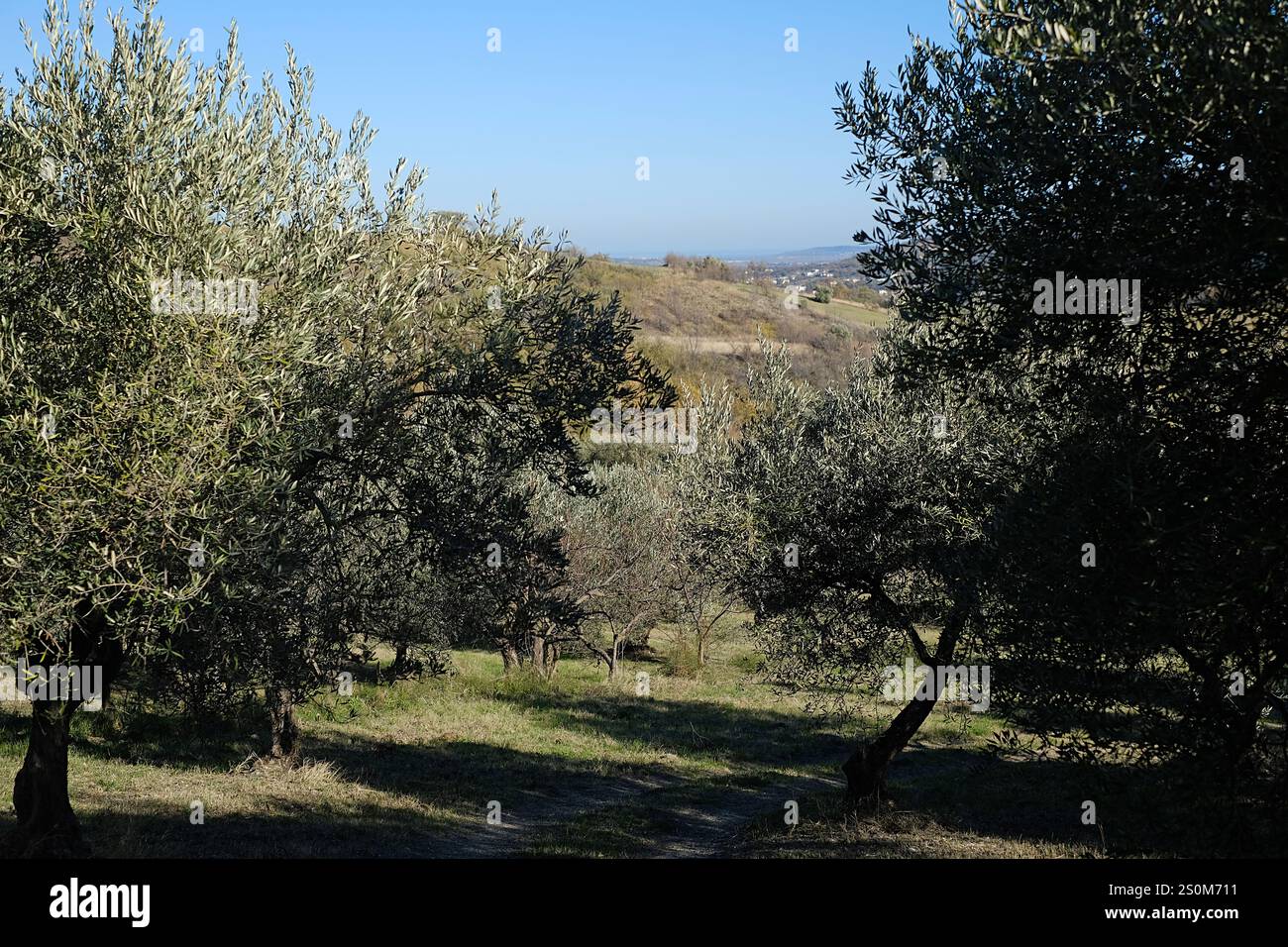 Strade secondarie e vicoli nei pressi del comune di Roccascalegna in provincia di Chieti, Abruzzo, Italia Foto Stock