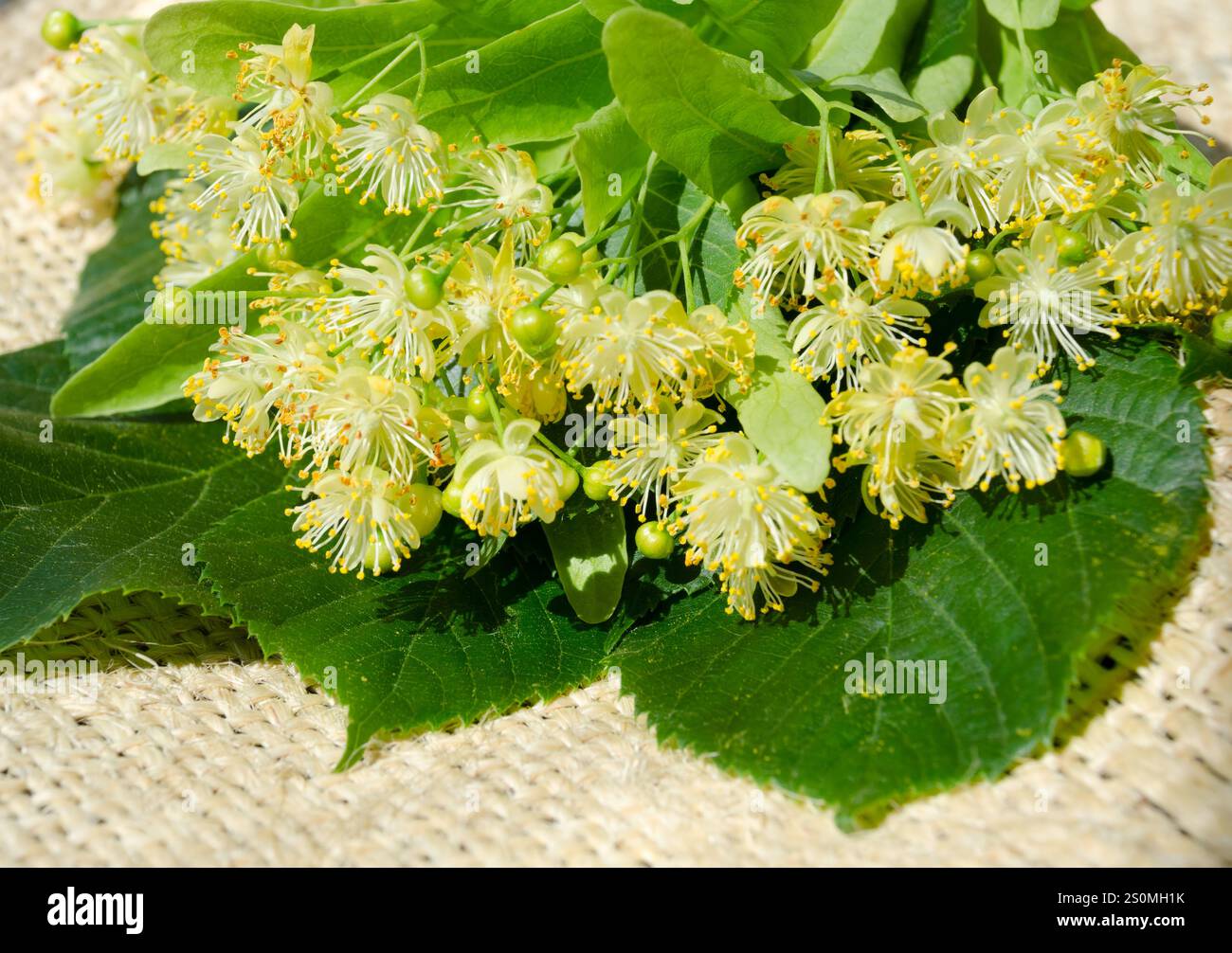 I fiori di Linden giacciono su un'asfalto. Per preparare il tè. Foto Stock