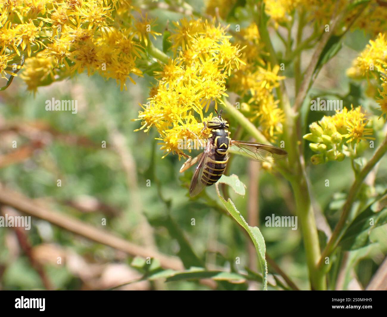 Volo sul calabrone orientale (Spilomyia longicornis) Foto Stock