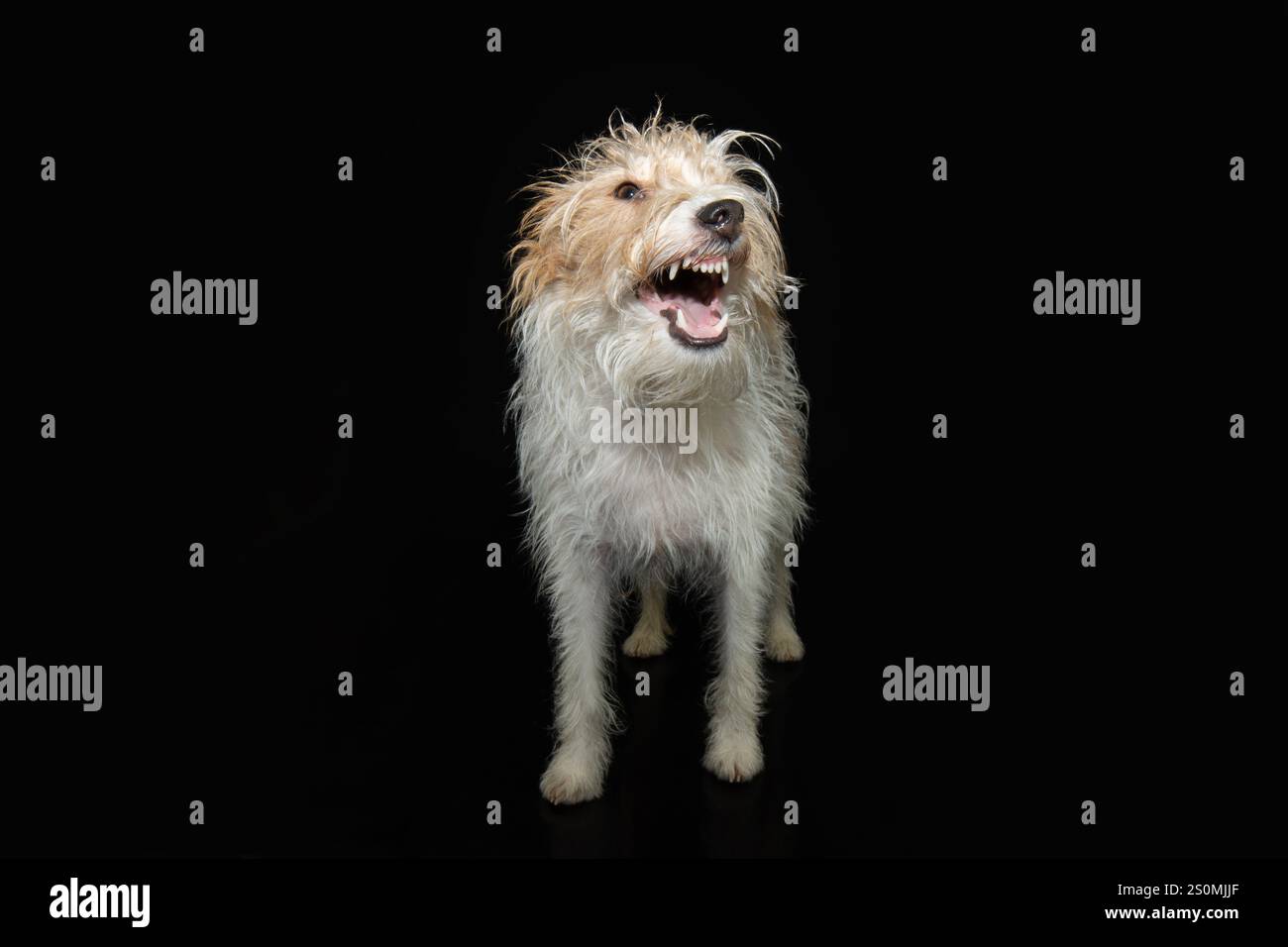Cane da cucciolo irritabile ritratto in stato d'animo arrabbiato mostrando un pessimo temperamento. Isolato su sfondo nero Foto Stock