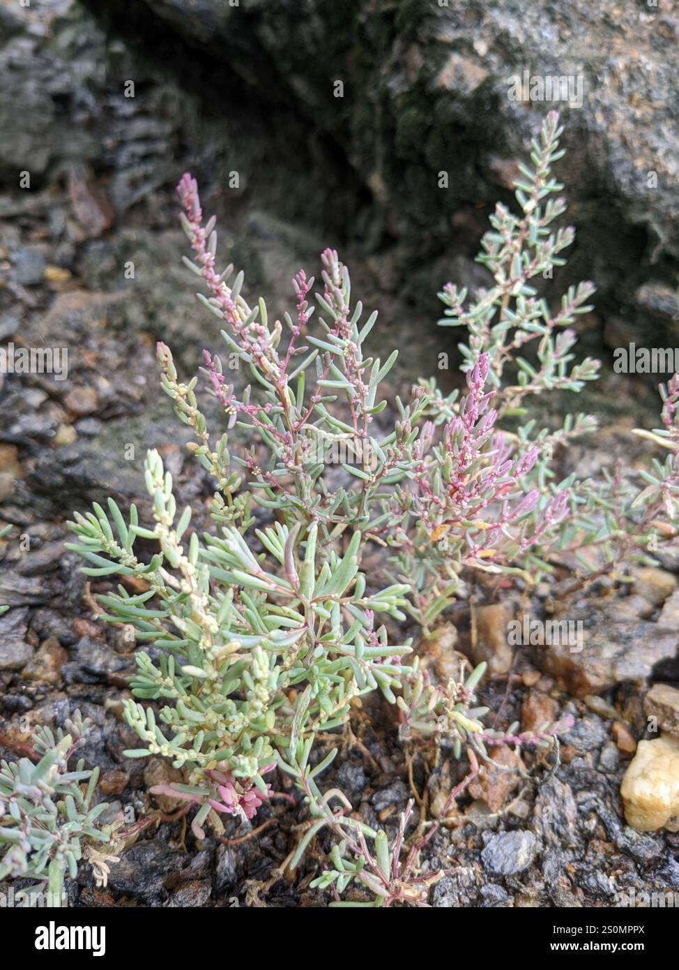 Alghe erbacee (Suaeda maritima) Foto Stock