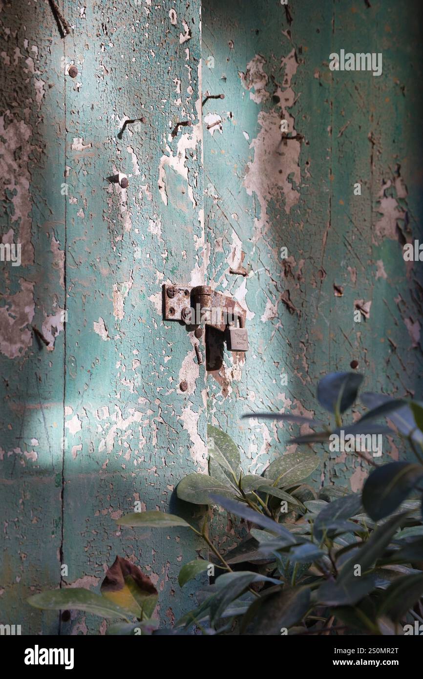 Lucchetto ruggine e cerniera su una porta intemprata con vernice verde sfaldata in una piscina di luce. Foto Stock
