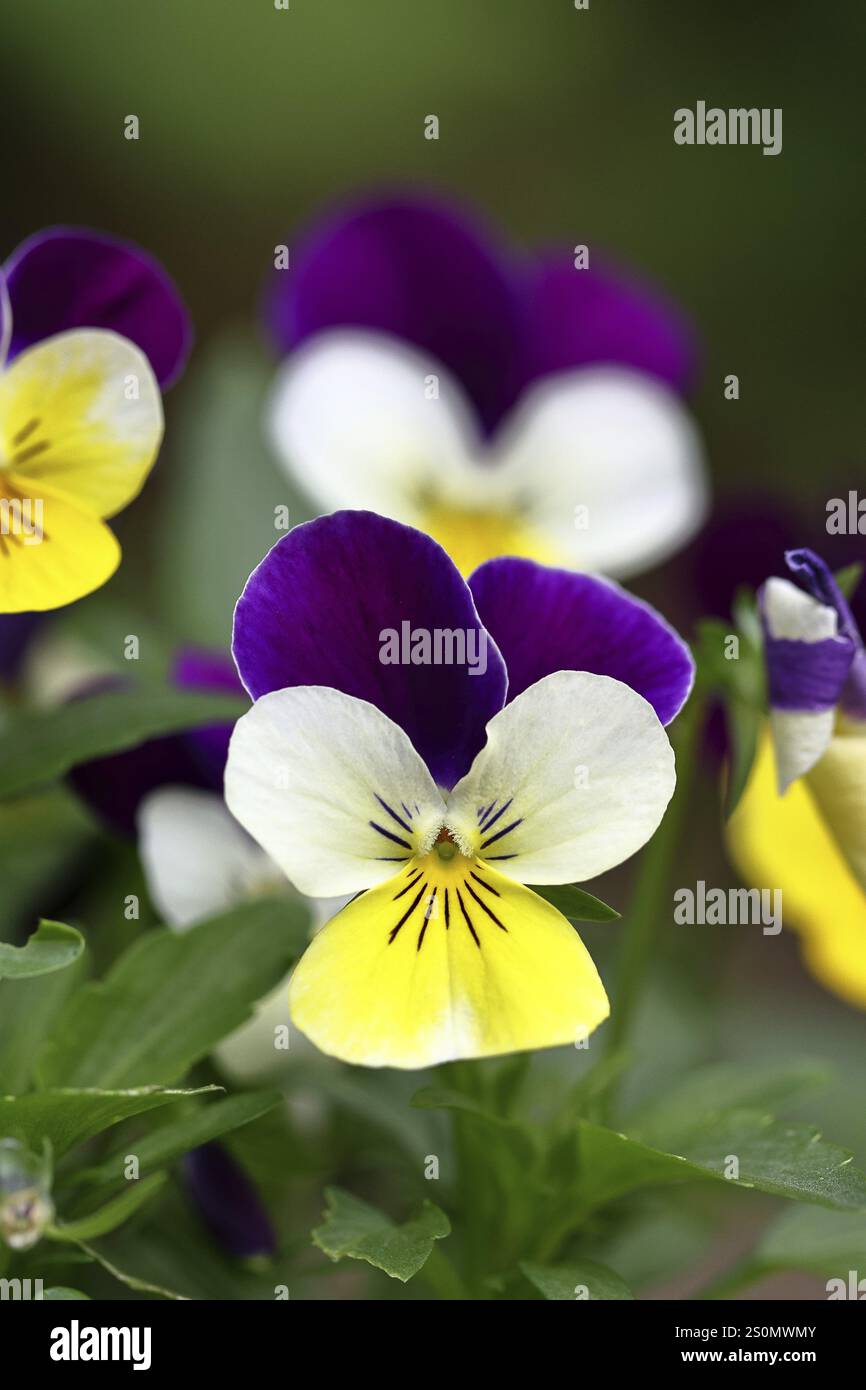 Viola corna (Viola cornuta ibrida), pansia, piante, fiori, famiglia viola, Wilnsdorf, Renania settentrionale-Vestfalia, Germania, Europa Foto Stock